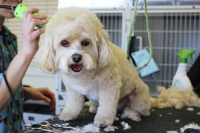 veterinaire-CASTELLAR-min_white_dog_grooming_pet_pet_grooming_salon_groomer_fur-678977